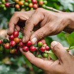 Climate Neutral Group joins the Sustainable Coffee Challenge