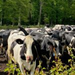Carbon Cow Credits Mootral
