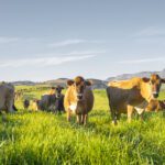 Climate Neutral Group’s AgriCarbon Programme rewards farmers for regenerative agriculture