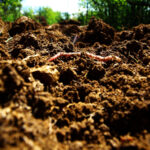 <strong>Soil biology</strong> as a foundation to promote Regen Ag sustainability